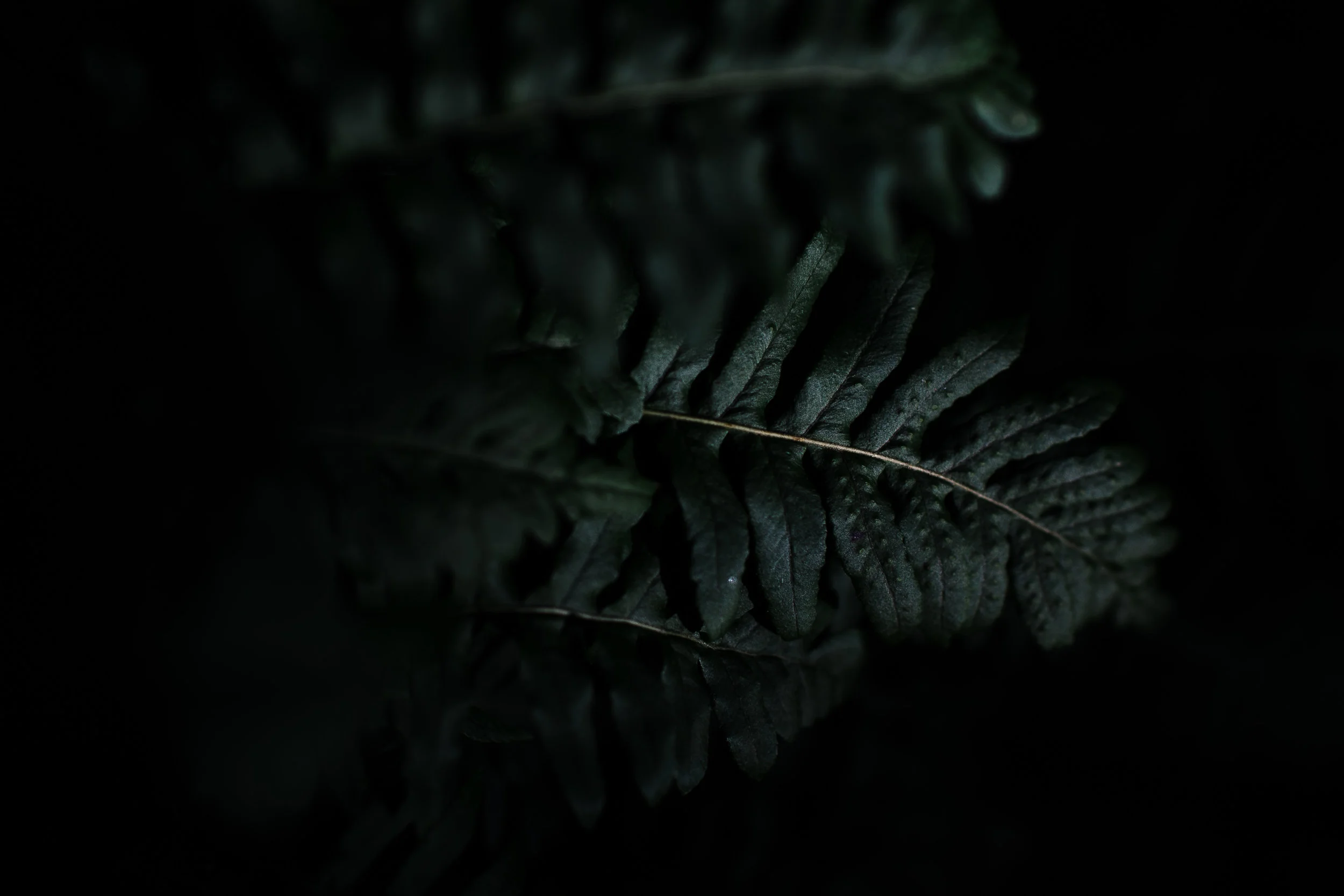 fern-photography-kayla-dolce.jpg