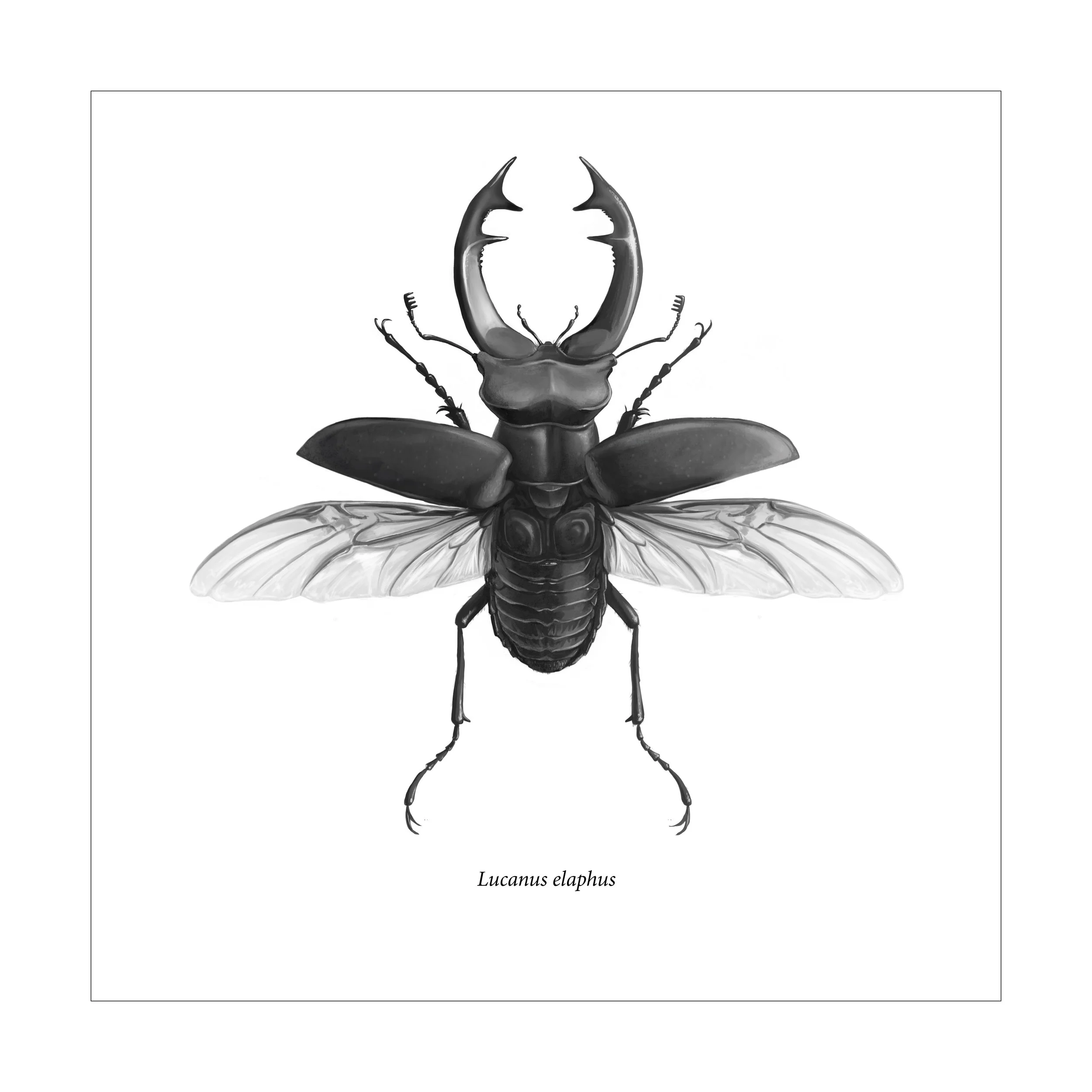 SAV_2019Spring_ILLU_JuliaHighsmith_Lucanus elaphus.jpg