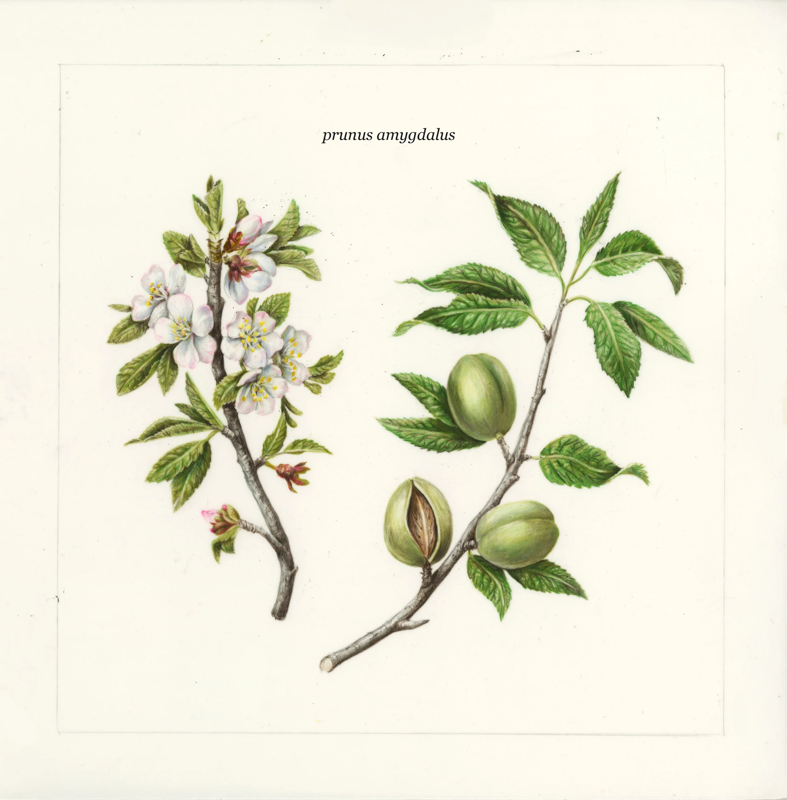 SAV_2019Spring_ILLU_JuliaHighsmith_Prunus amygdalus.jpg