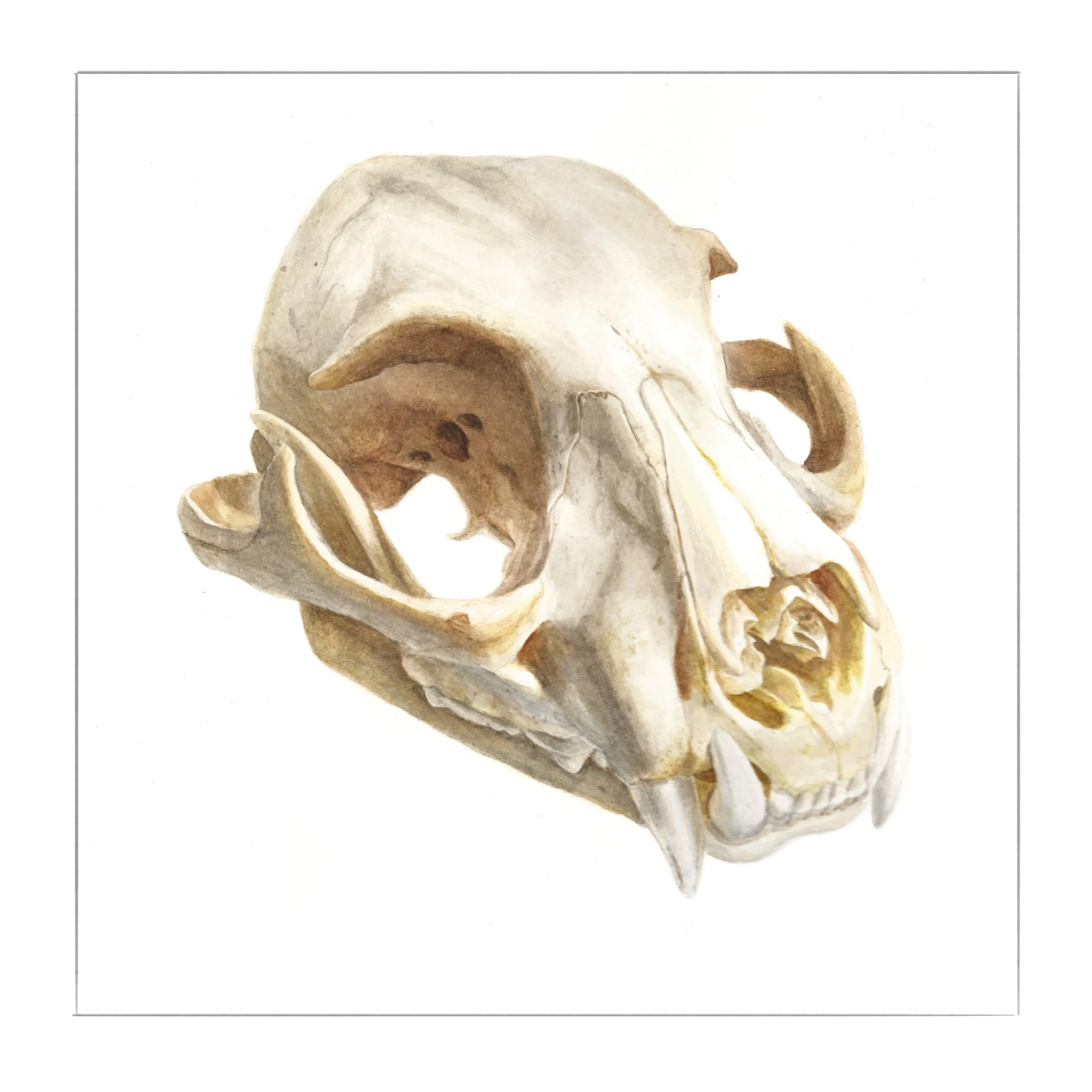 SAV_2019Spring_ILLU_JuliaHighsmith_Lynx Skull.jpg