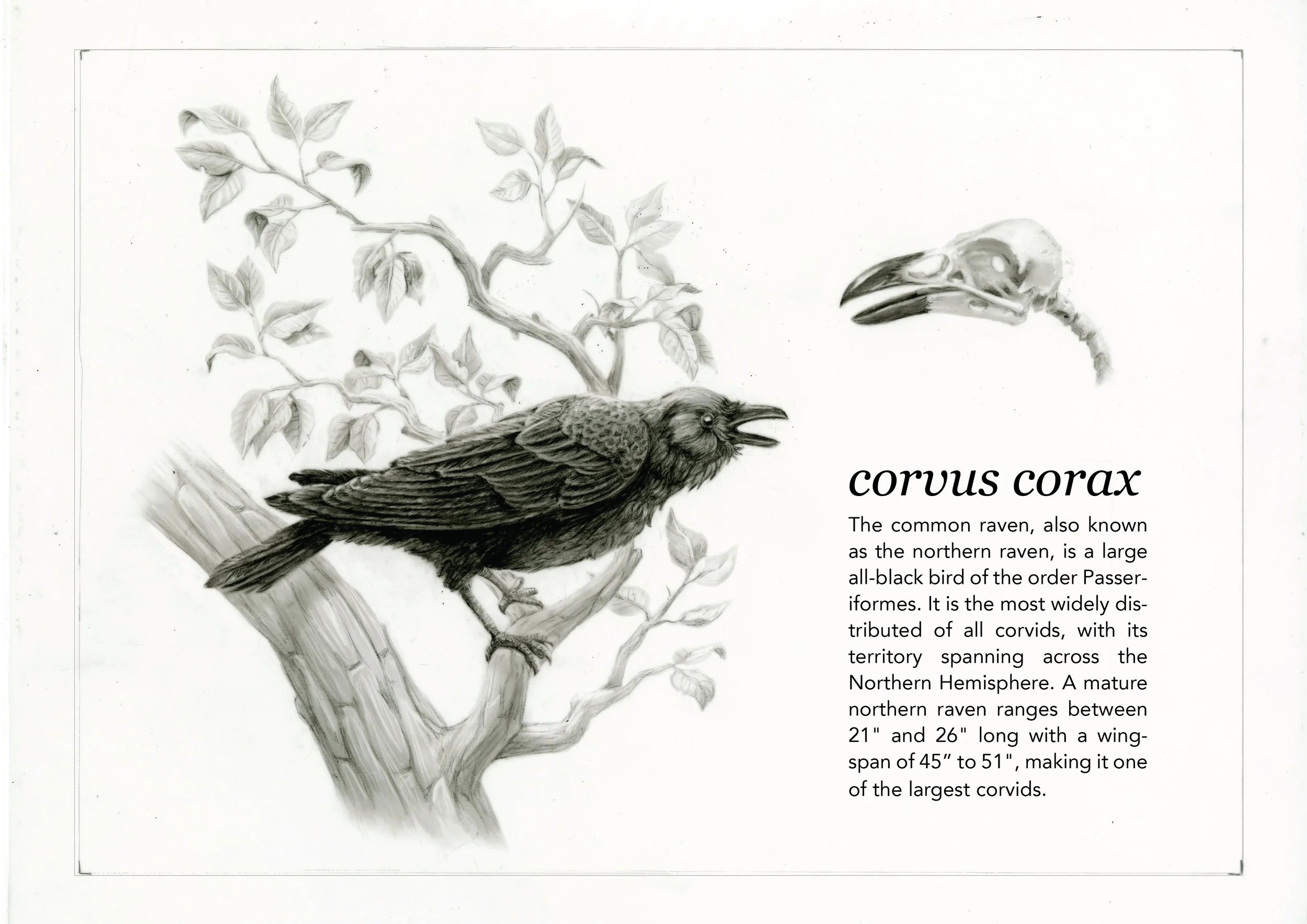 SAV_2019Spring_ILLU_JuliaHighsmith_Northern Raven-01-01.jpg