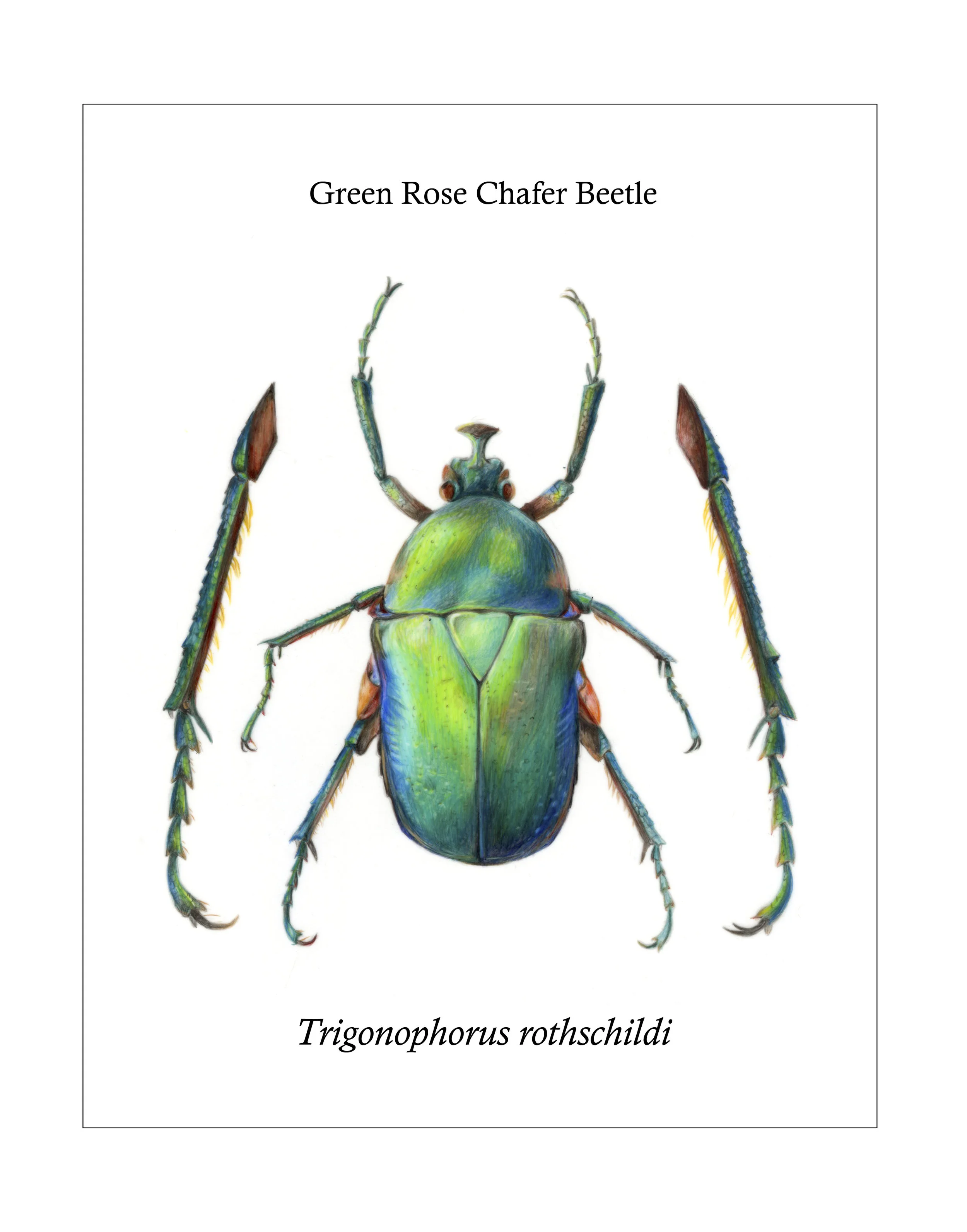 Highsmith-Julia-18Win-ILLU150-Bruzenak-P3-Insect Illustration.jpg