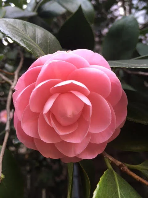 Take Root, Then Bloom