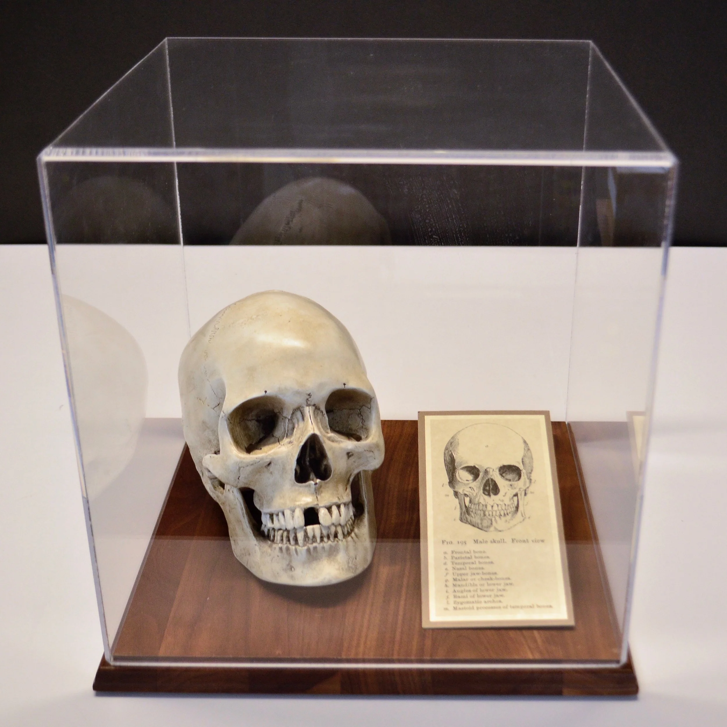 skull 01.jpg