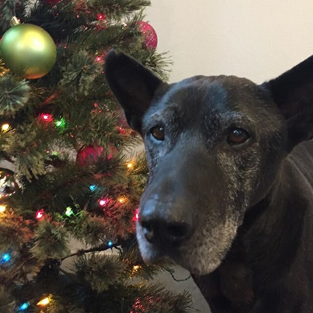 &ldquo;Oh, this is where the presents go? Here I am!&rdquo; -Bo

Bo was with us last Christmas, but he was still our foster at that time. So merry first Christmas as an official part of your forever family, old man!