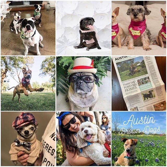 My best nine! 2019 was a huge year, and creating this book was one of the most incredible highlights. Thank you, friends&mdash;human and canine, old and new&mdash;for helping me bring this dream to life to honor the beautiful relationships we have wi