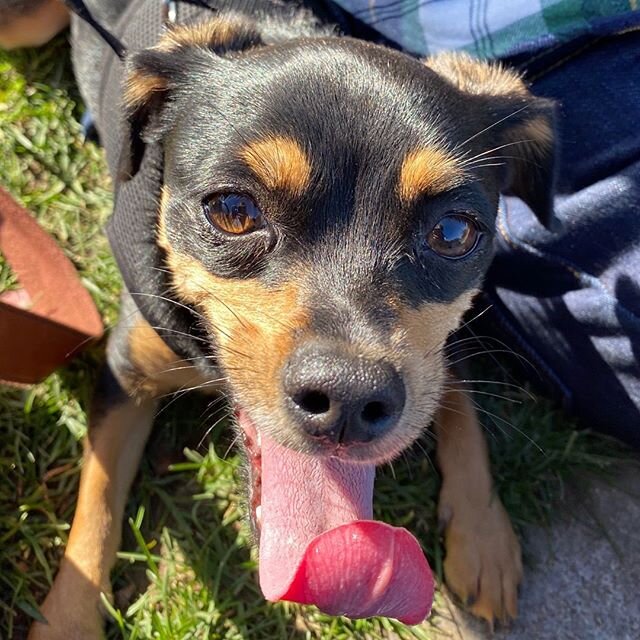 She may be just a pup, but little miss Joey has #tongueouttuesday down! I met this sweet girl on vacation last weekend, and she let me play fetch with her for a little while before she and her mama went on their way. 
#cutepuppy #sofetch #tot