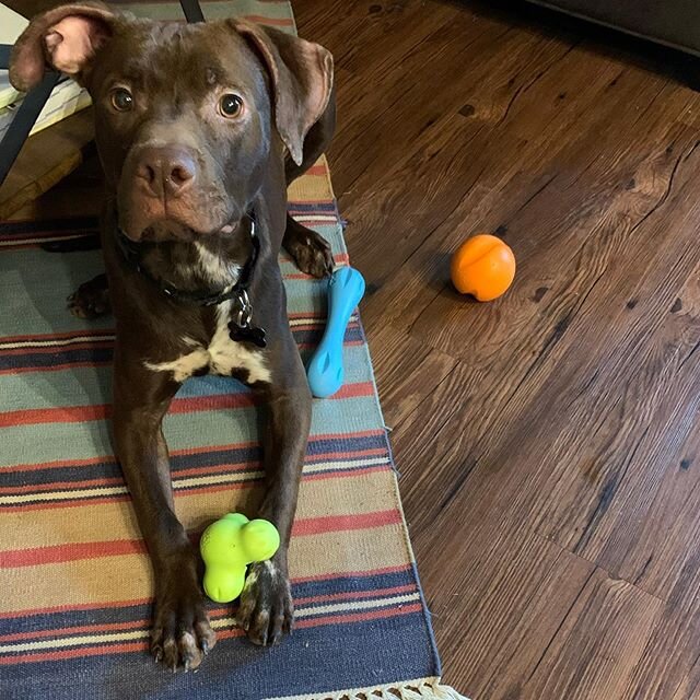 My brother is officially winning social distancing. He adopted this precious nugget this week (thanks to the Dallas shelter&rsquo;s curbside adoption system) and named him Goose. Goose is quickly proving to be a #verygoodboy, and I can&rsquo;t wait t