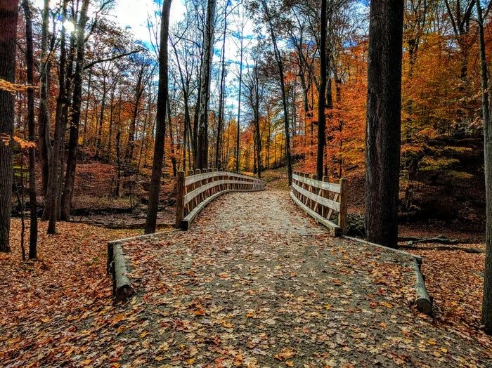 bridge covered in dried leaves.jpeg