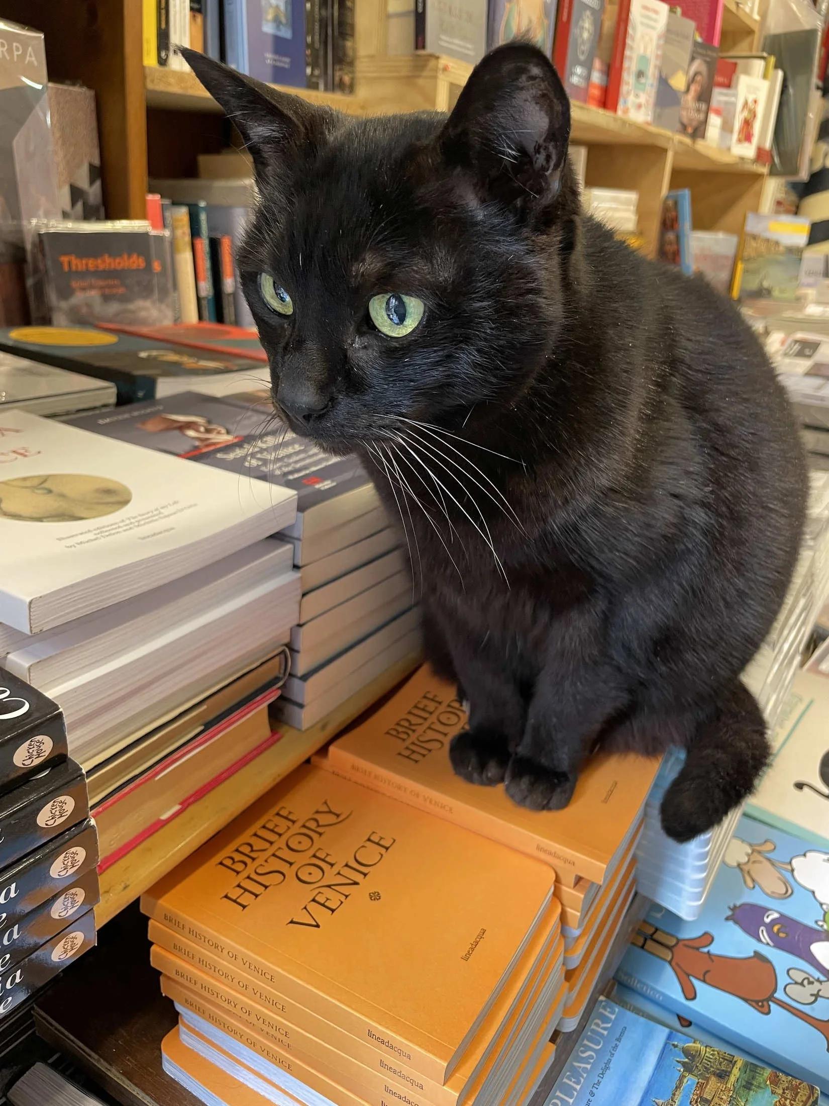 Venice book cat.jpg