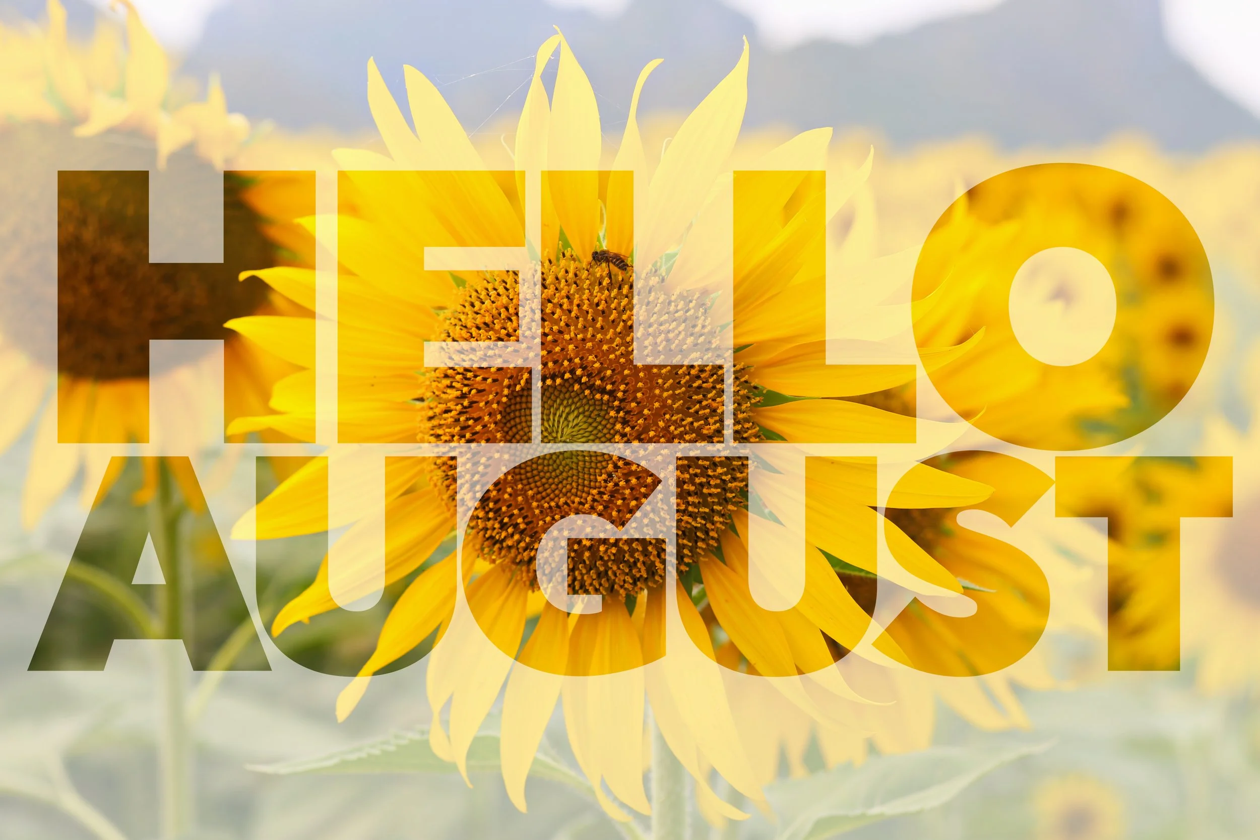 August Round Up
