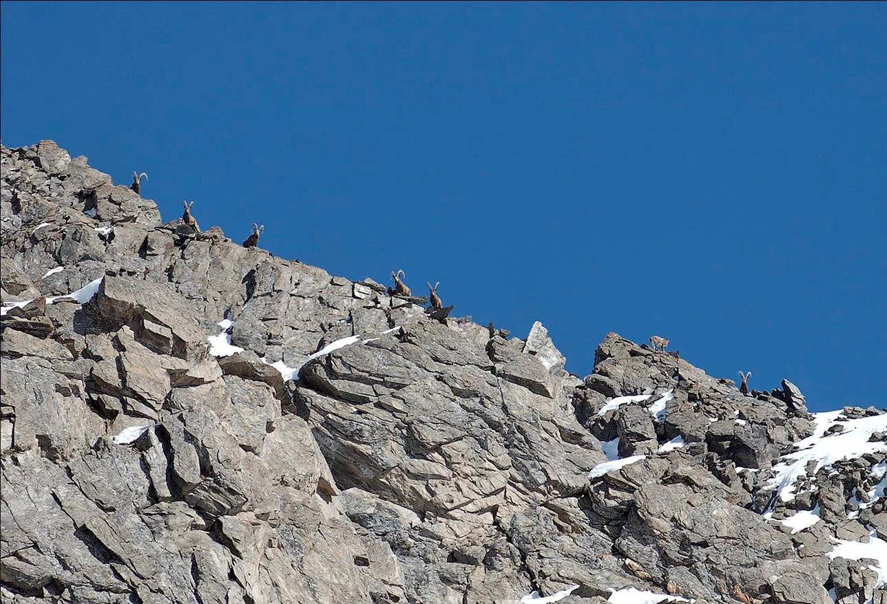 Ibex_Badakshan_Keshem.jpg