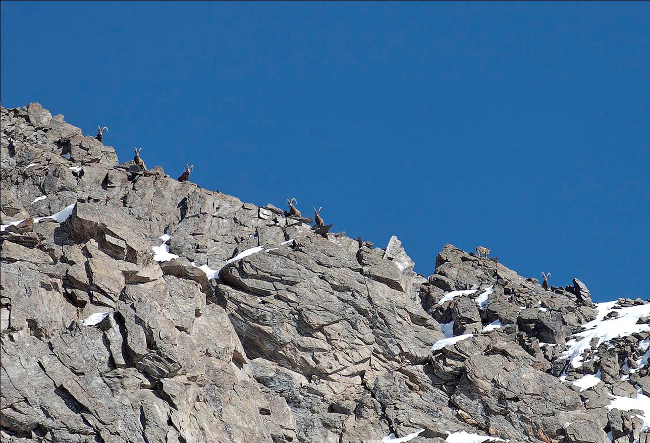 Ibex_Badakshan_Keshem.jpg