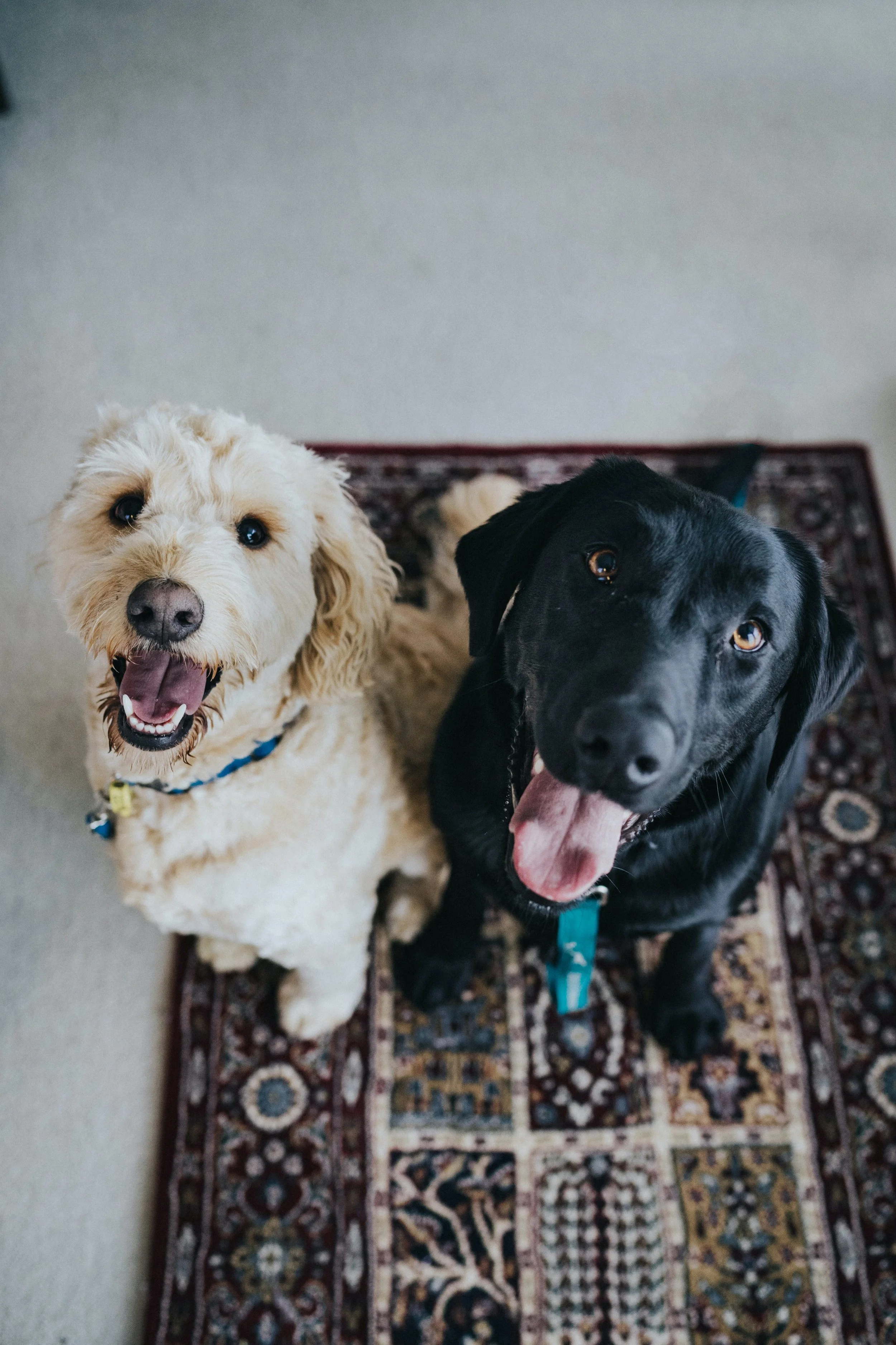 5 Tips for Pet-Proofing Your Home