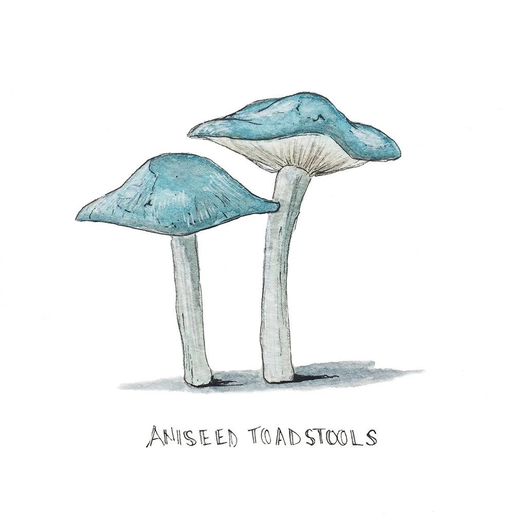 Aniseed Toadstools.png