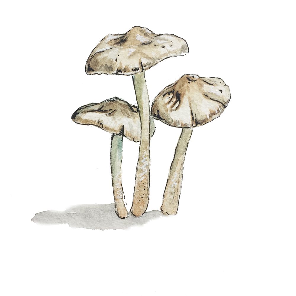 fairy ring mushrooms.png