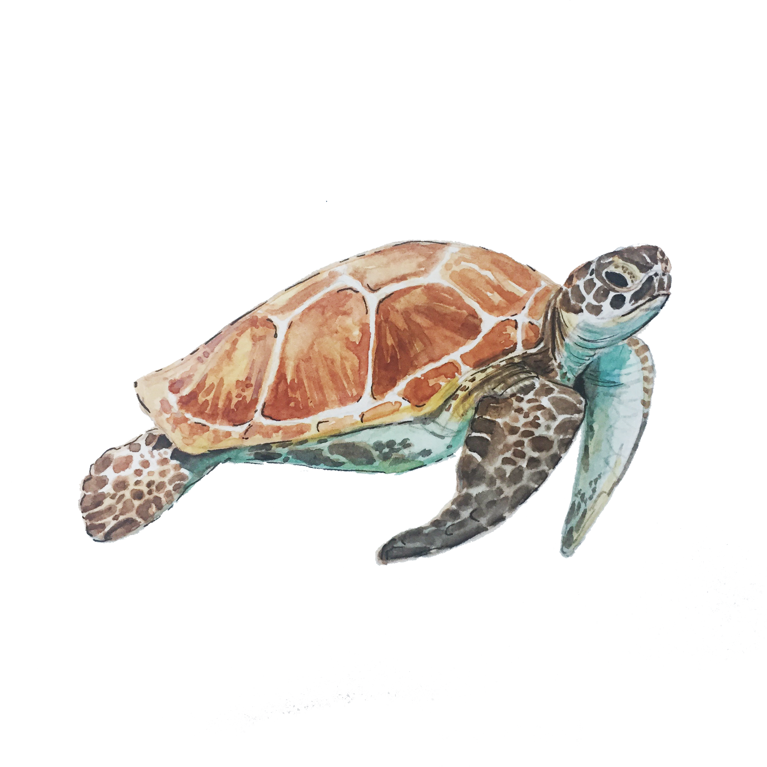 Sea Turtle.png