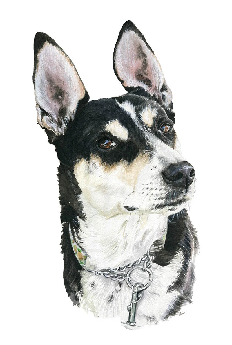 Pet Portraits