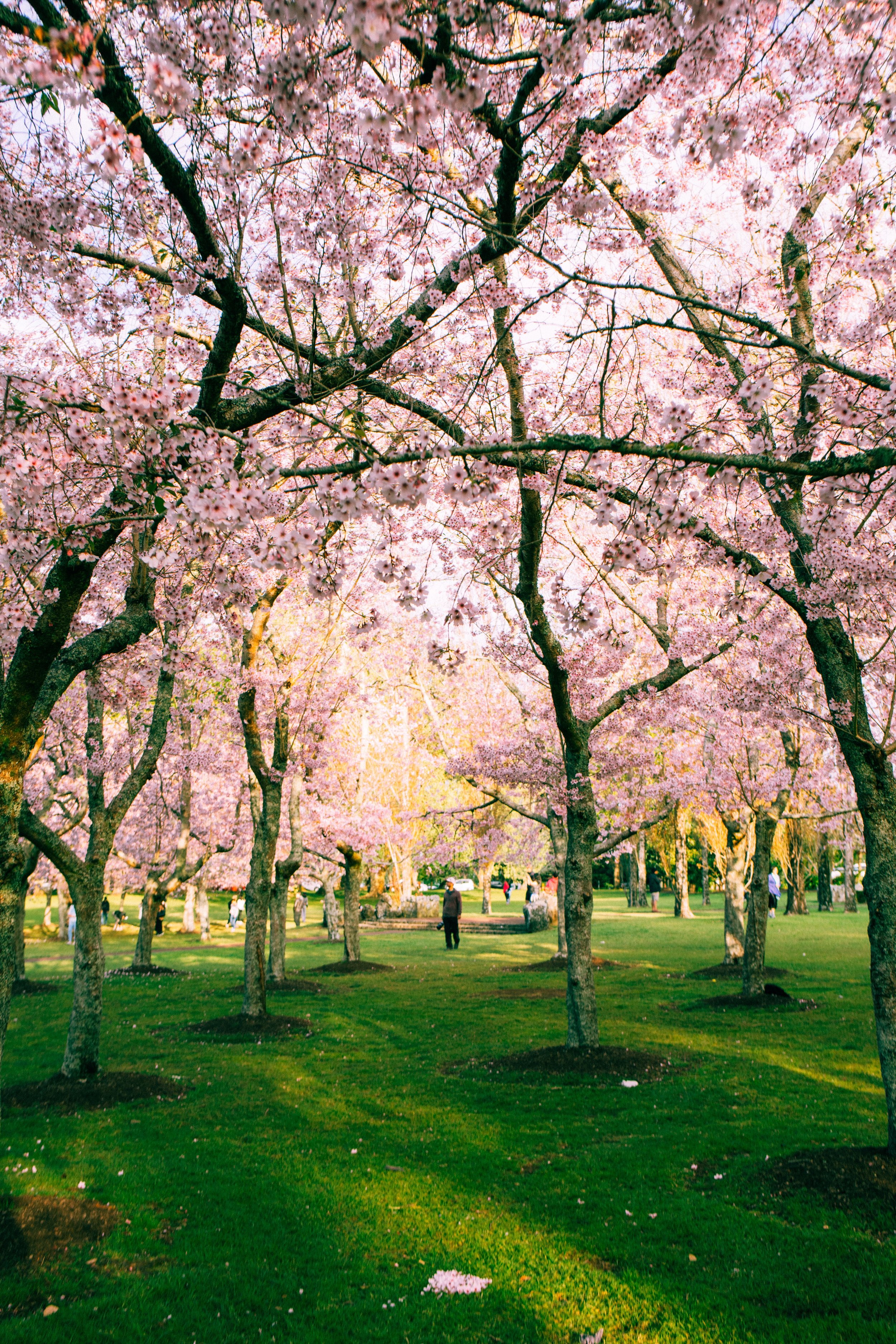 Photo 128 - Cherry Blossom Trees in Hunza.jpg