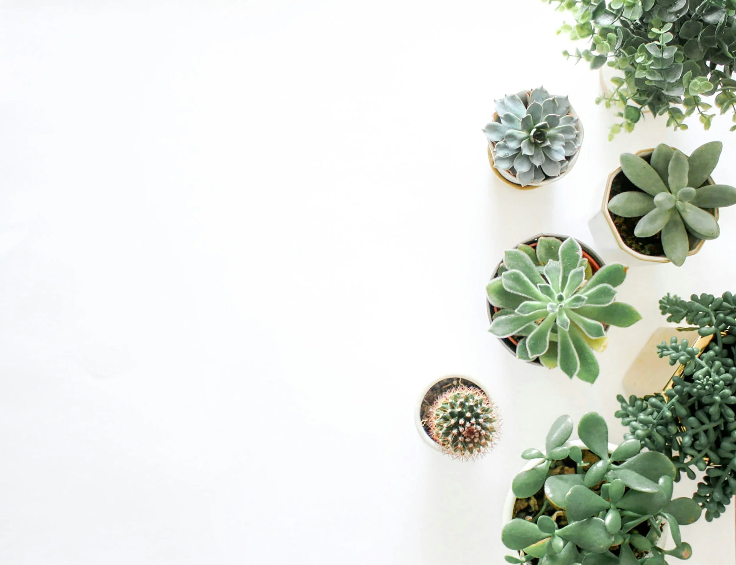 small succulent plants