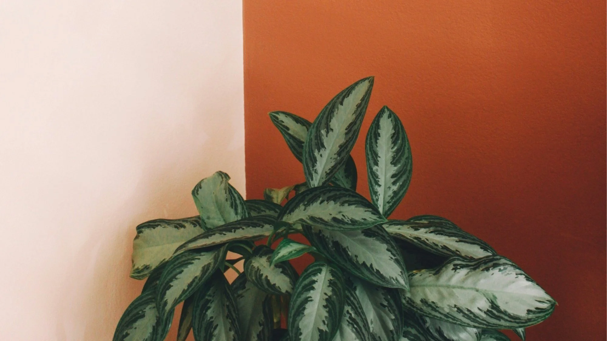 a plant in front of a color block wall