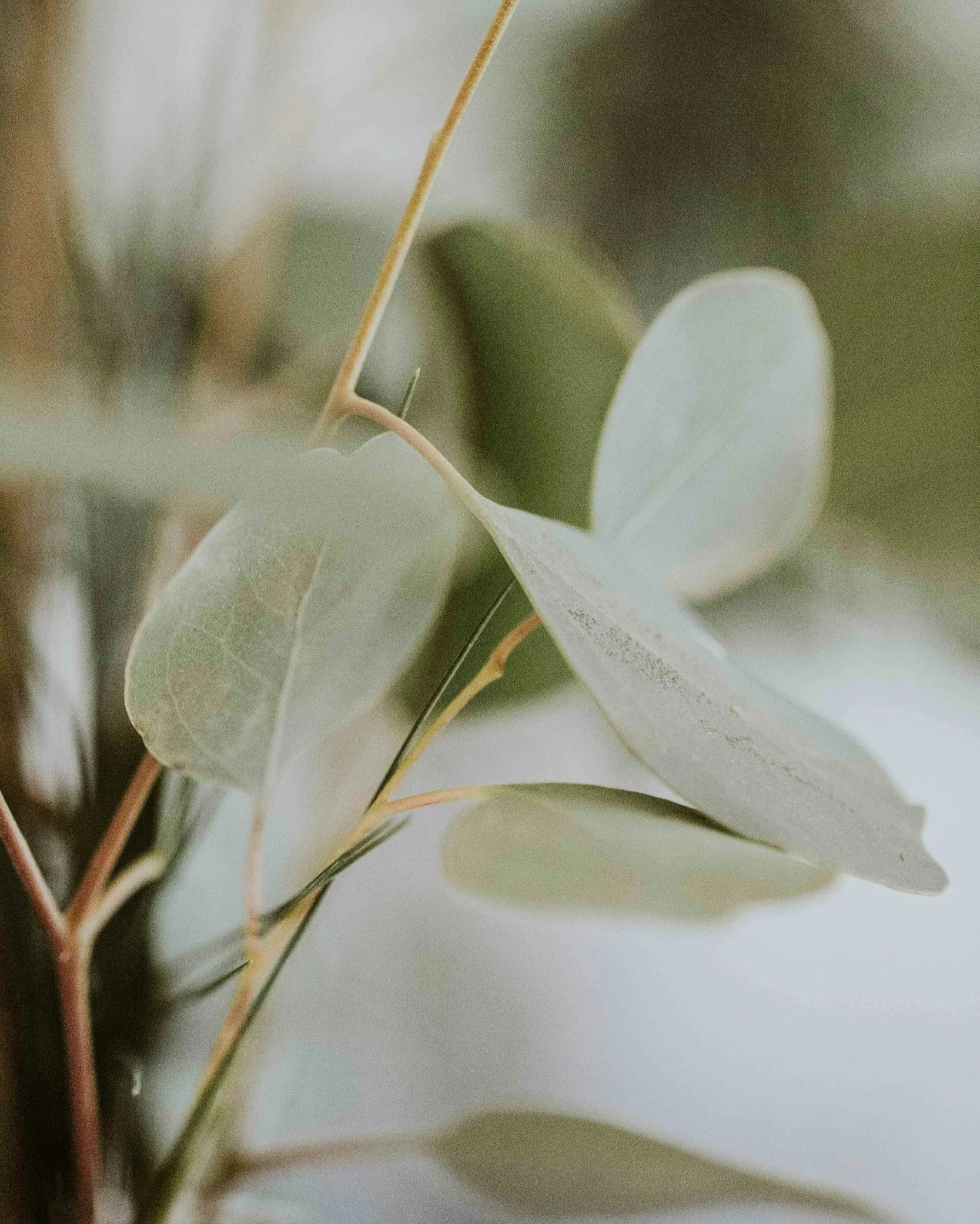 eucalyptus leaves