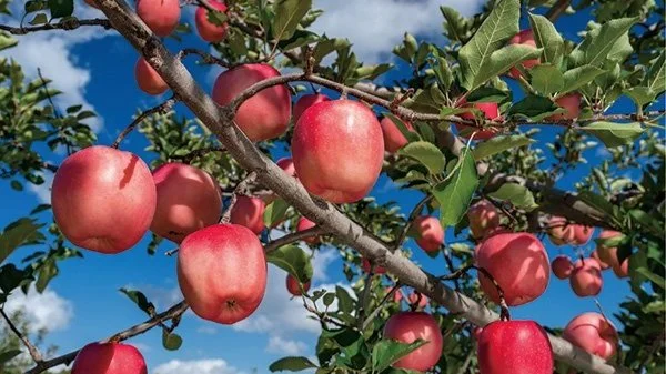 ★りんご★ りんごページ りんご. 様 りんご様 りんご様 りんご. 様 Kid's ZX/1