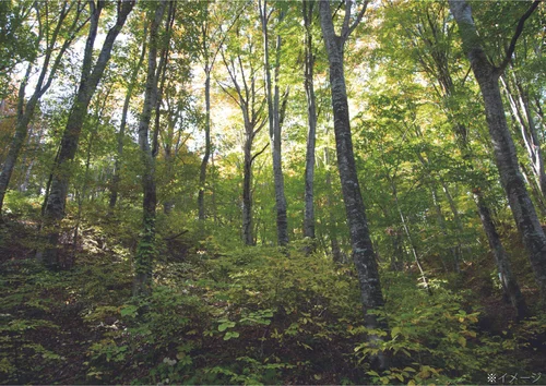 西目屋村産 百花蜜