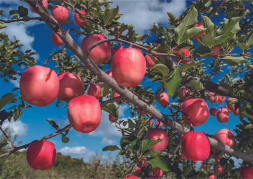青森県産りんご