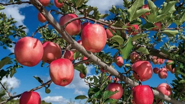 iomari◆来年収穫巨大260㎝,ブラジルアップル◆食べたらわかる濃厚◆ iomari様専用◇来年収穫巨大260㎝,ブラジルアップル◇食べたらわかる濃厚