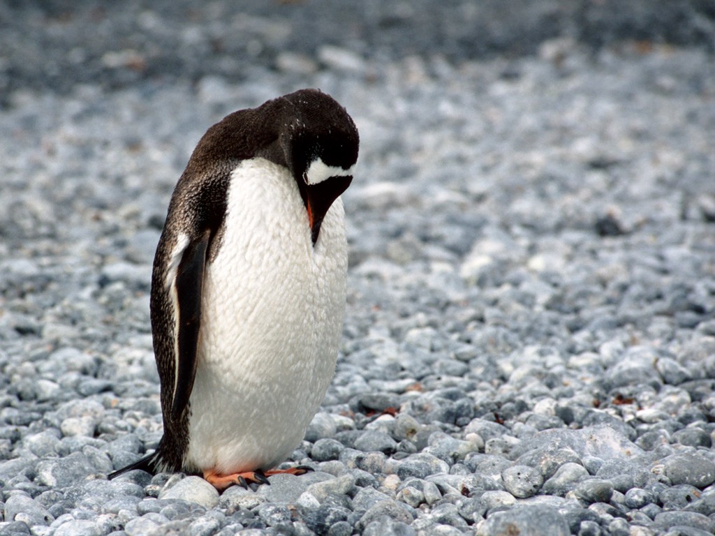 The Adélie penguin (Pygoscelis adeliae) is a species of penguin common along the entire Antarctic coast, which is their only residence. (Photo: Teodor Bjerrang)