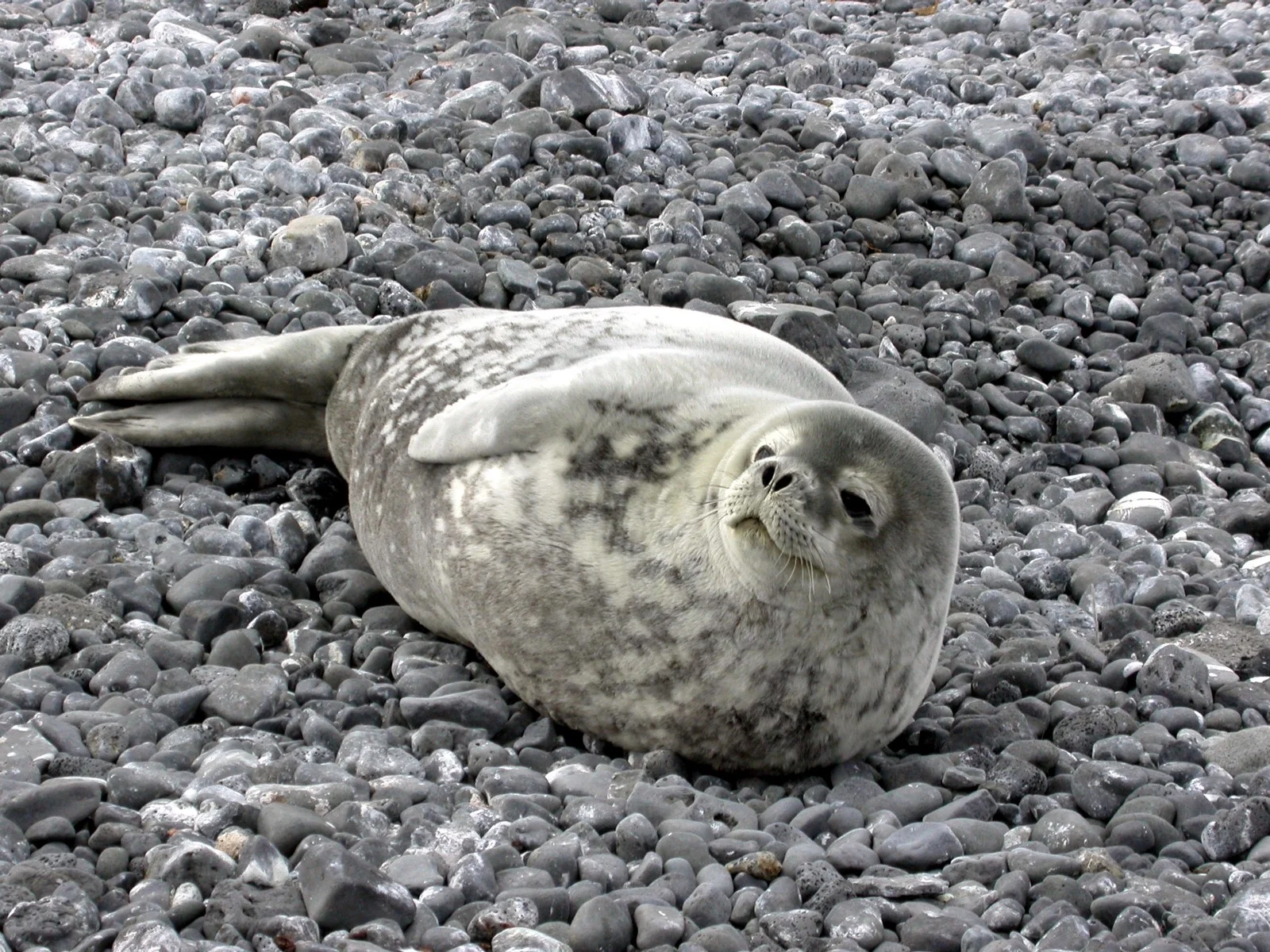 seal.jpeg