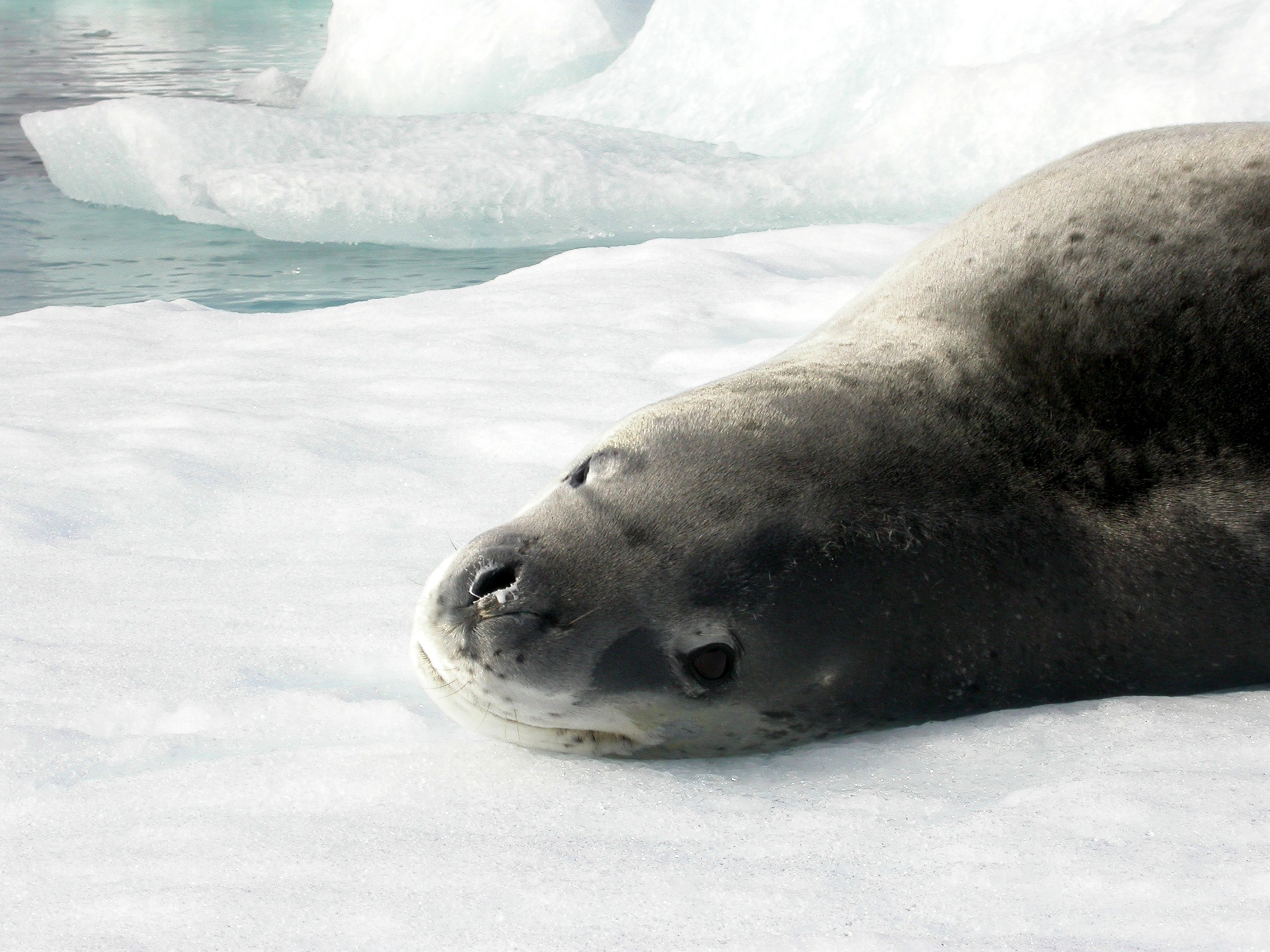 sel antarctica.jpeg
