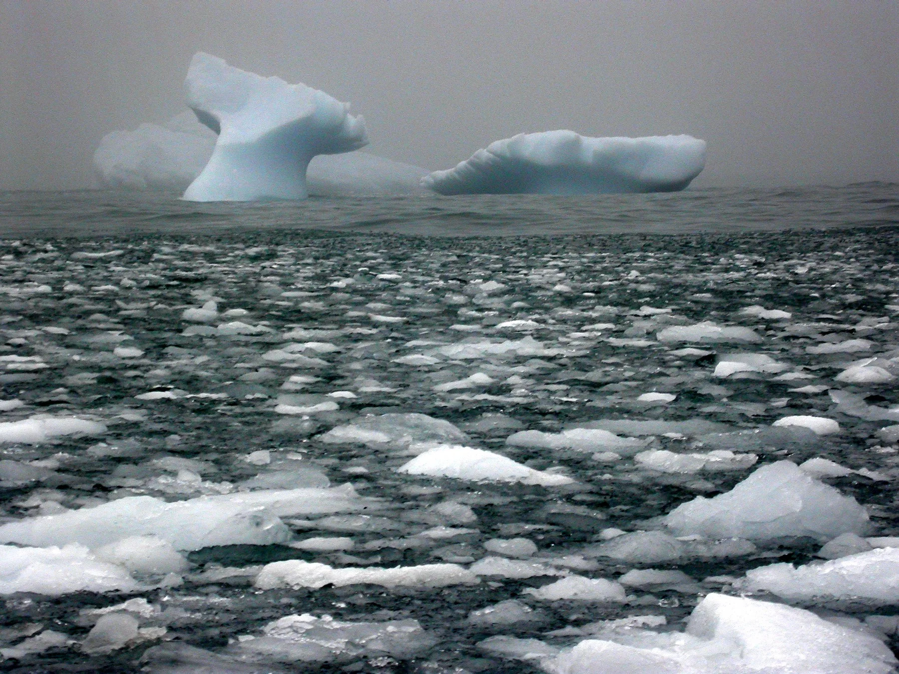 whale ice.jpeg