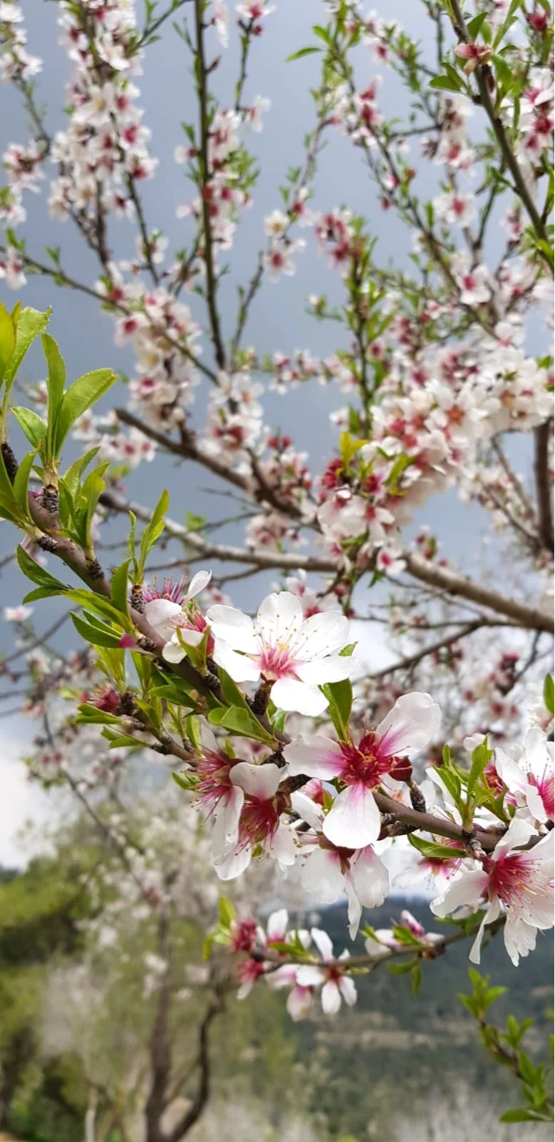 WhatsApp Image 2019-02-23 at 17.13.15(1).jpeg