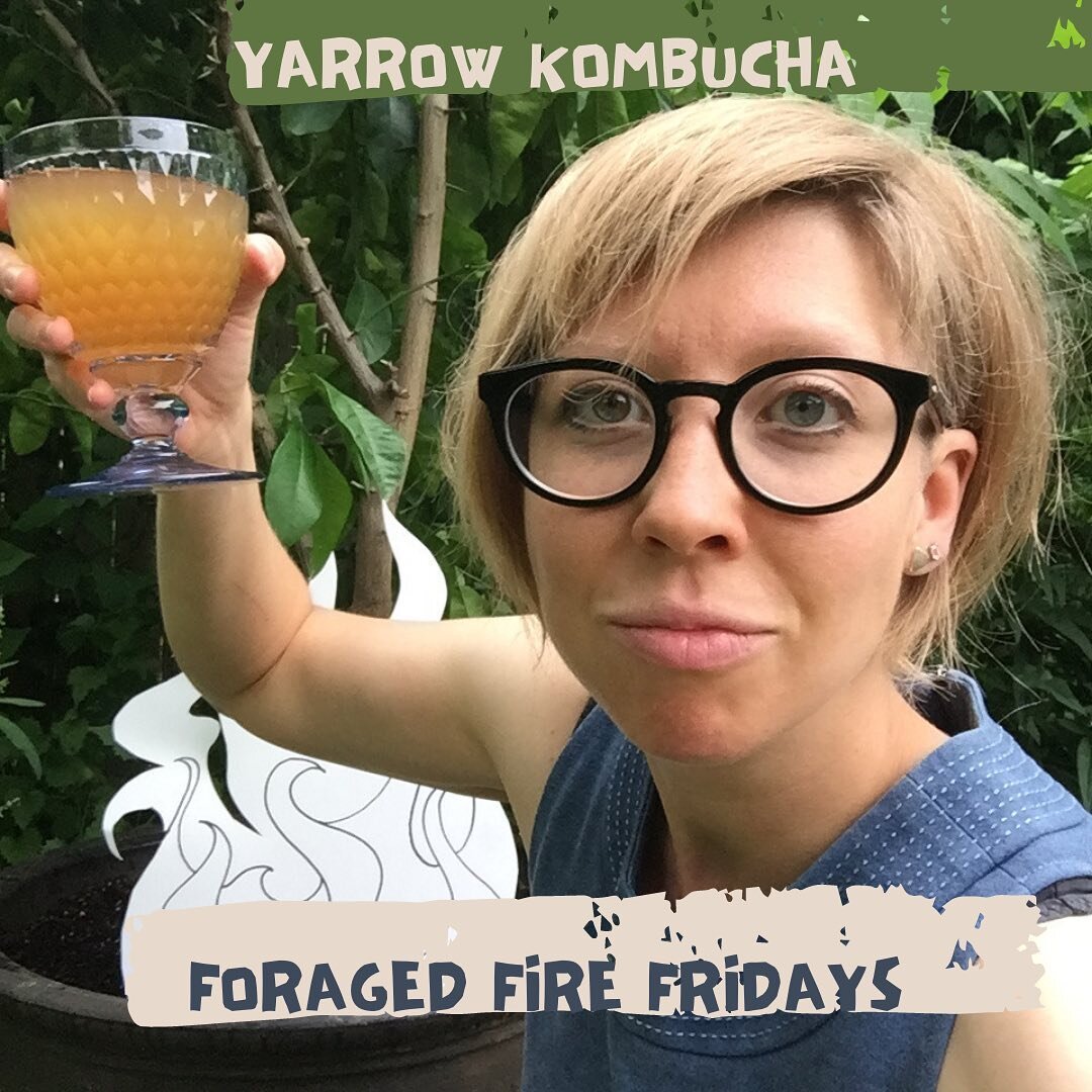 🔥🌿Foraged Fire Fridays, yarrow kombucha edition! Too hot for a real fire 🤗 2 days of dried yarrow leaves in a jar of kombucha during its 2nd fermentation (room temp) tasted, actually, really great! #yarrow #kombucha #foragedfood #kombuchabrewing #