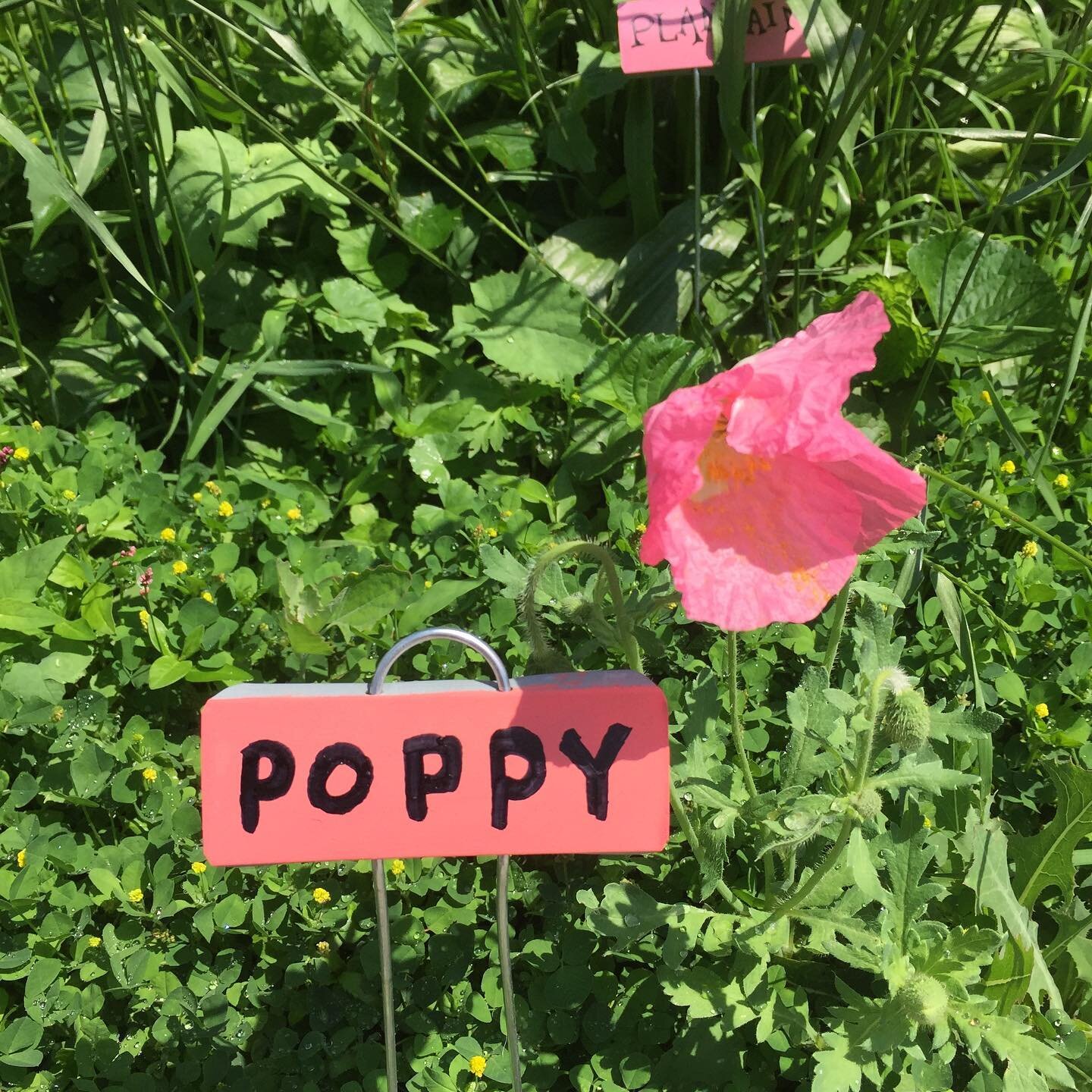 Goal is to label every plant in the yard 🤗🌿 Here we have #poppy #cleaver #violet #yellowdock #creepingcharlie #virginiacreeper #beebalm #monarda #pawpaw #plantain #echinacea #purpleconeflower | &ldquo;weeds&rdquo; are included because this is real 