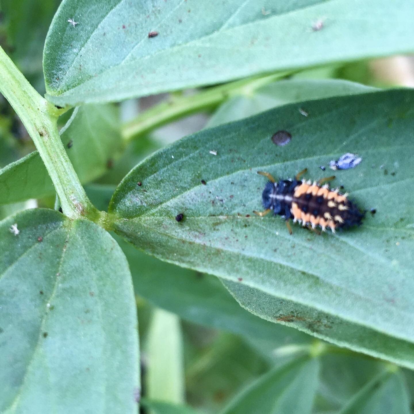 The big guns have come to take care of the aphids. Extremely beneficial Ladybug larvae! #ladybug #larvae #gardening #organic