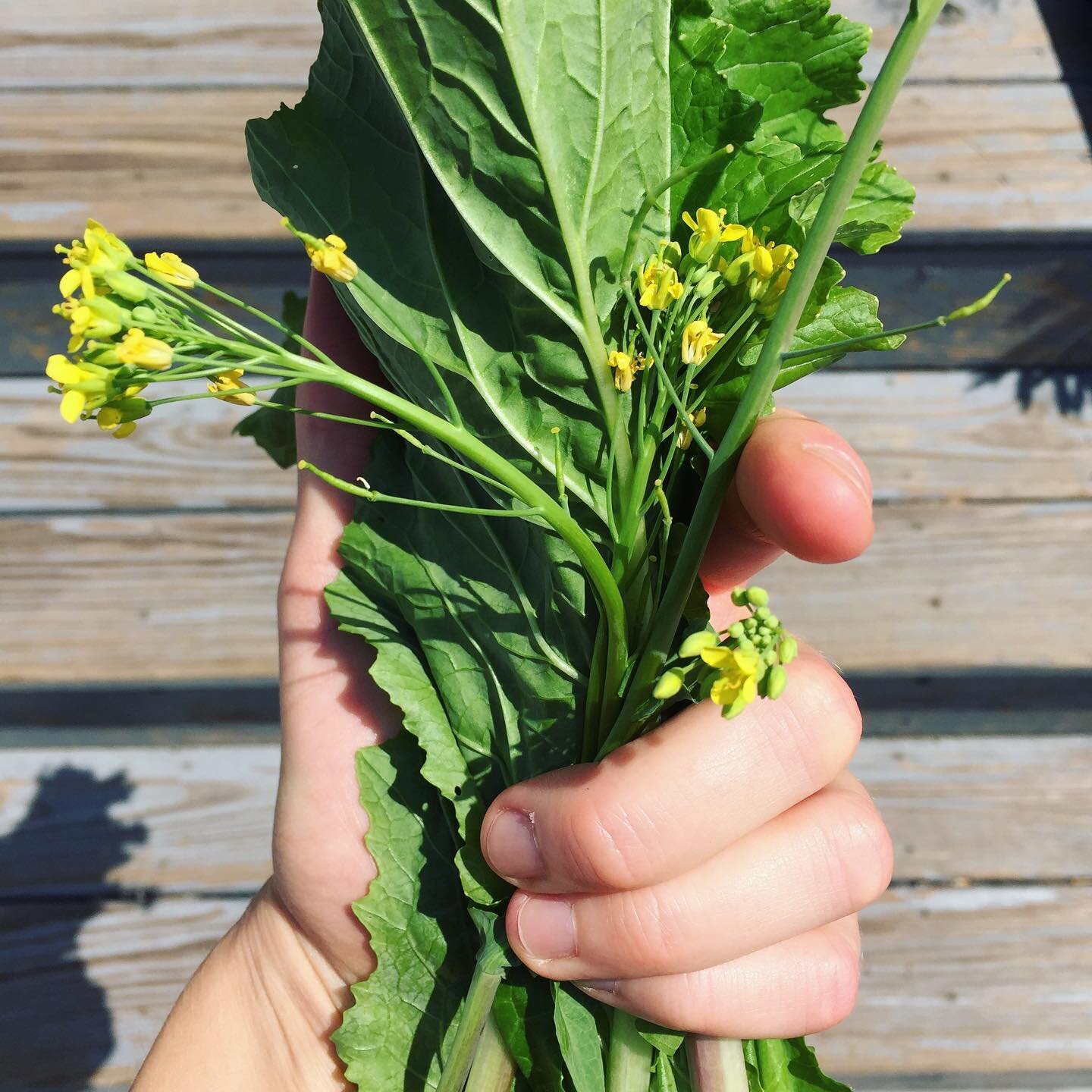 Choy looks like broccoli when bolting; tasty yellow flowers! 🌻
#growfood #gardening #choy #choi #edibleplants #growfoodnotlawns #vegangardener #eatplants