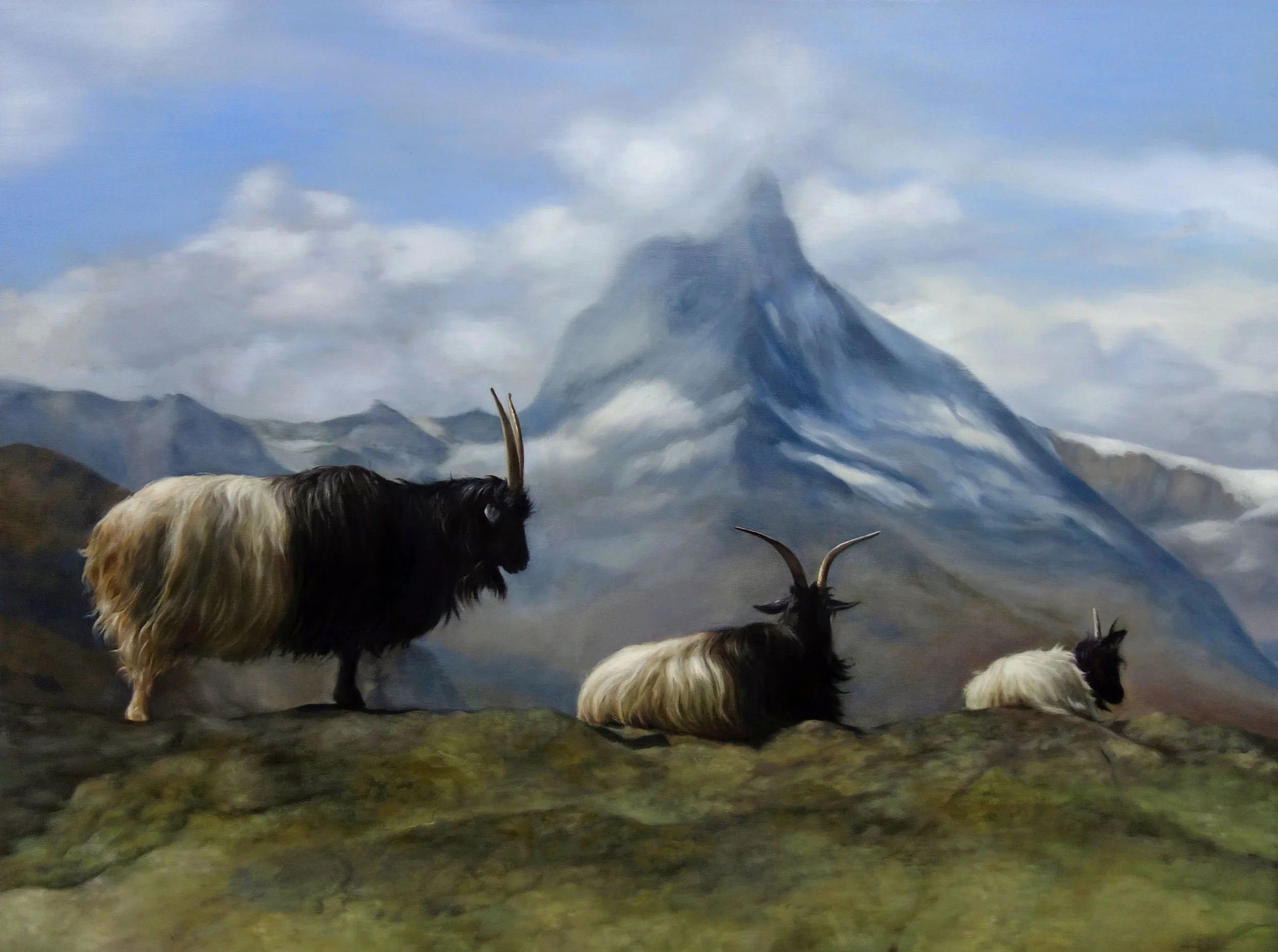 ROSE’S SHEEP oil on canvas 30” x 40” 2017