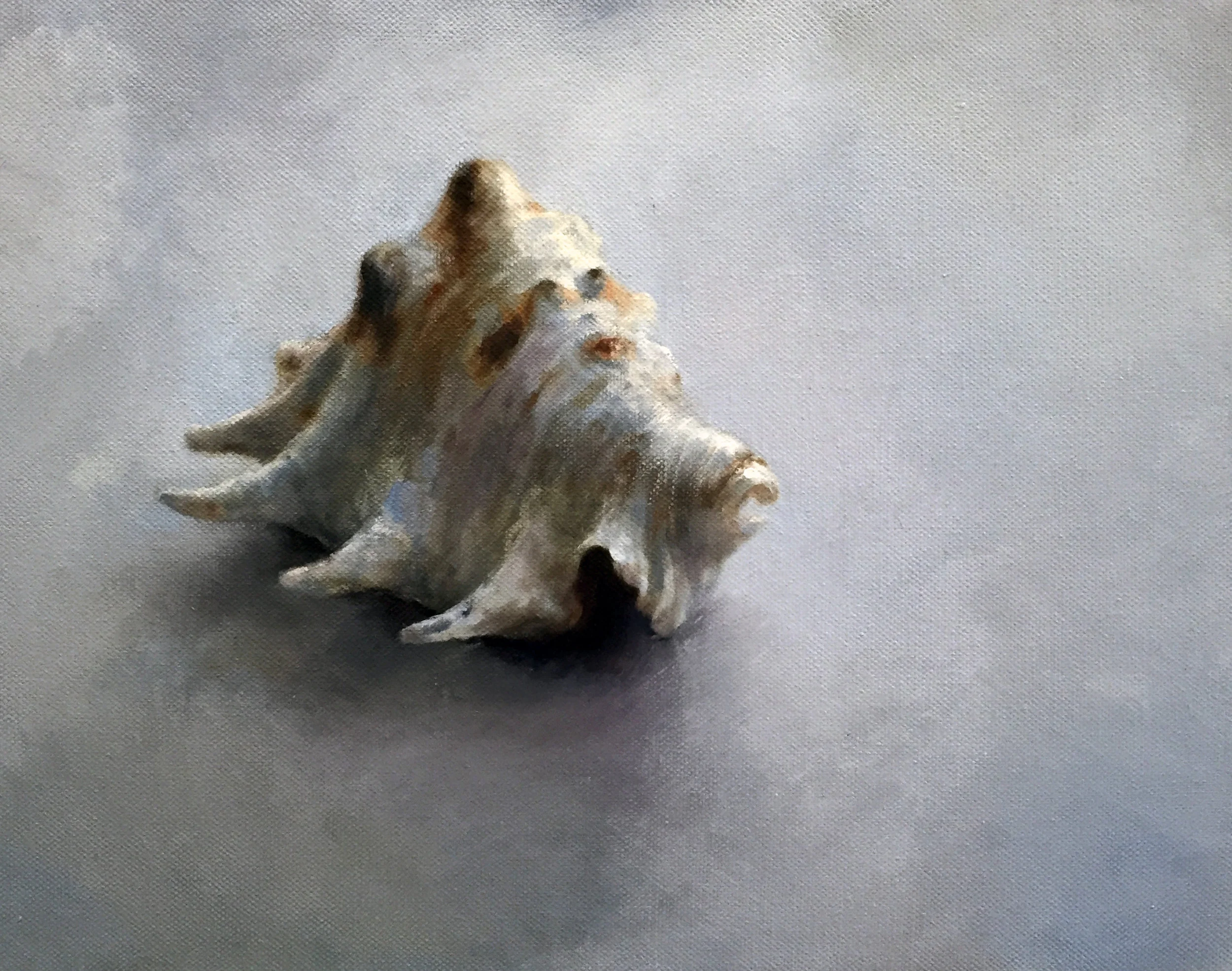   SHELL  oil on canvas 11” x 14” 2015 