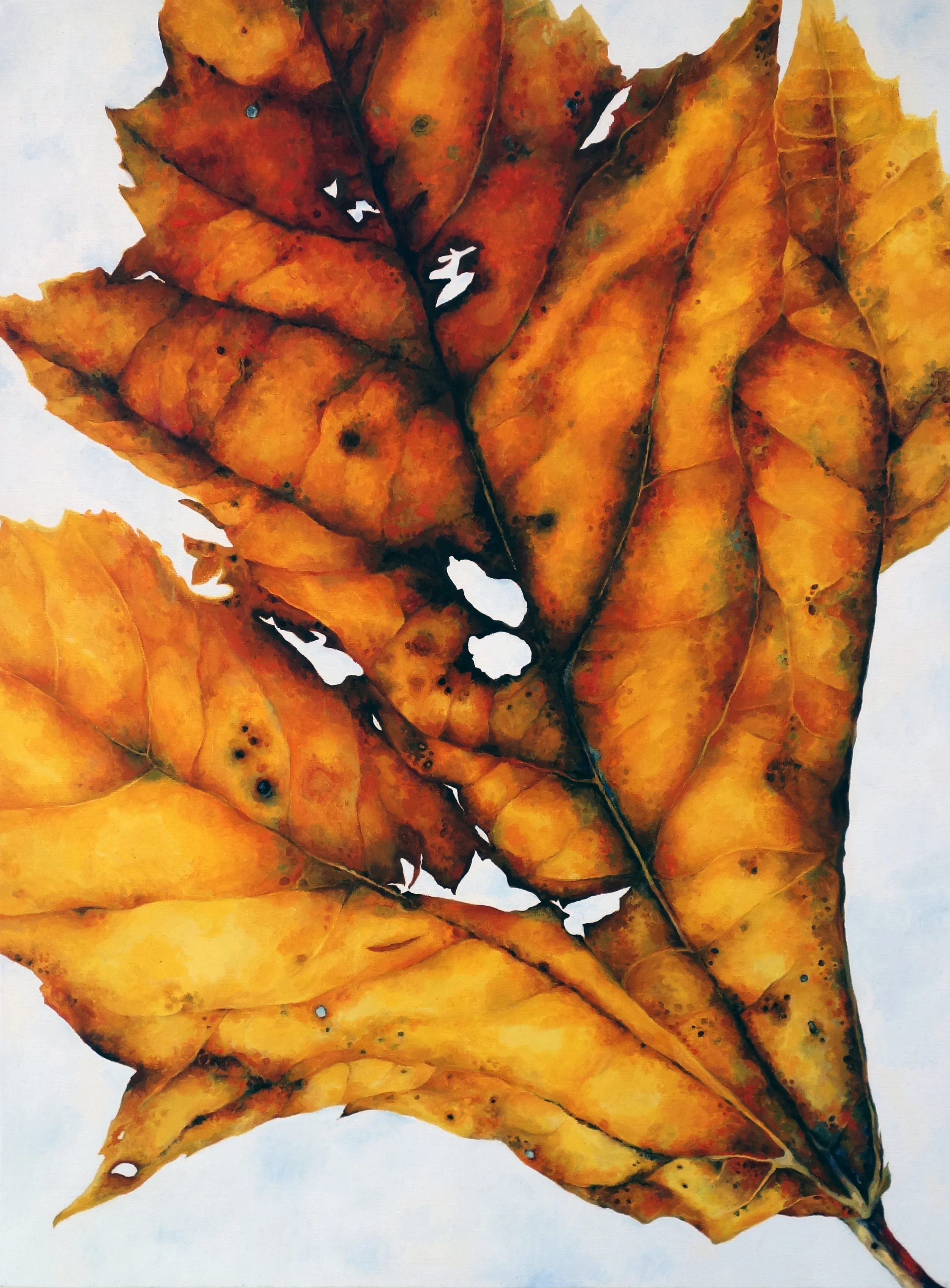   LEAF I  oil on canvas 24” x 18” 2013 