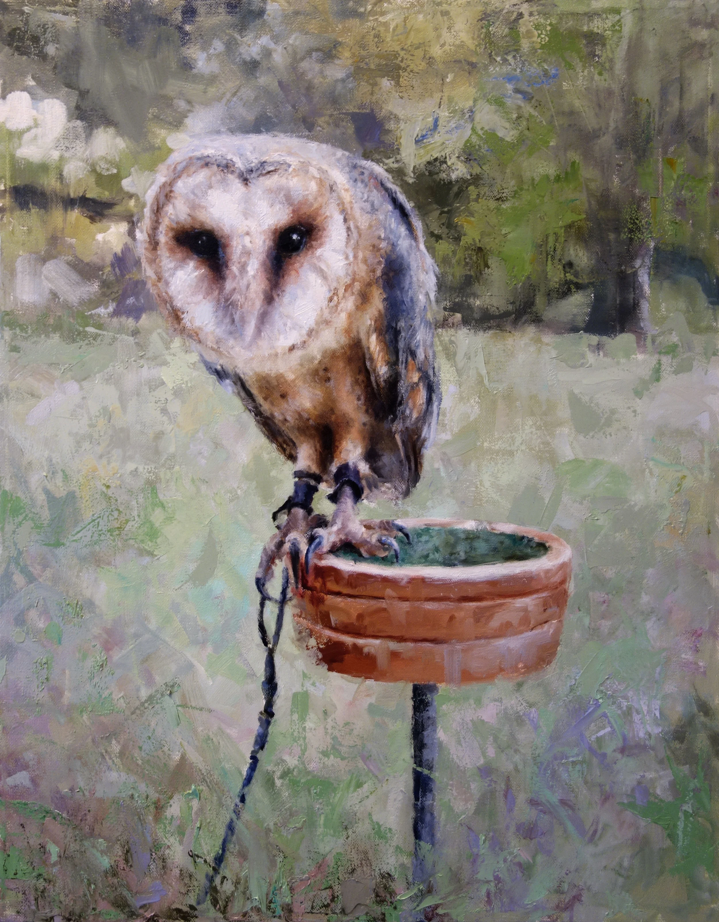   ADARE OWL  oil on canvas 20” x 16” 2015 