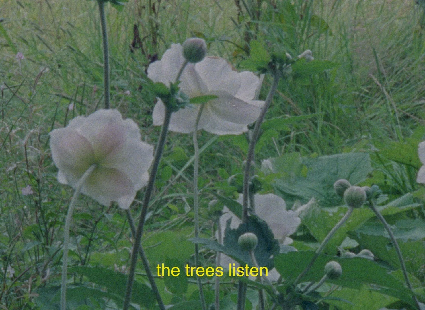 Photo 3 trees_listen.jpg