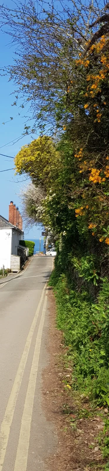 View down the lane.jpeg