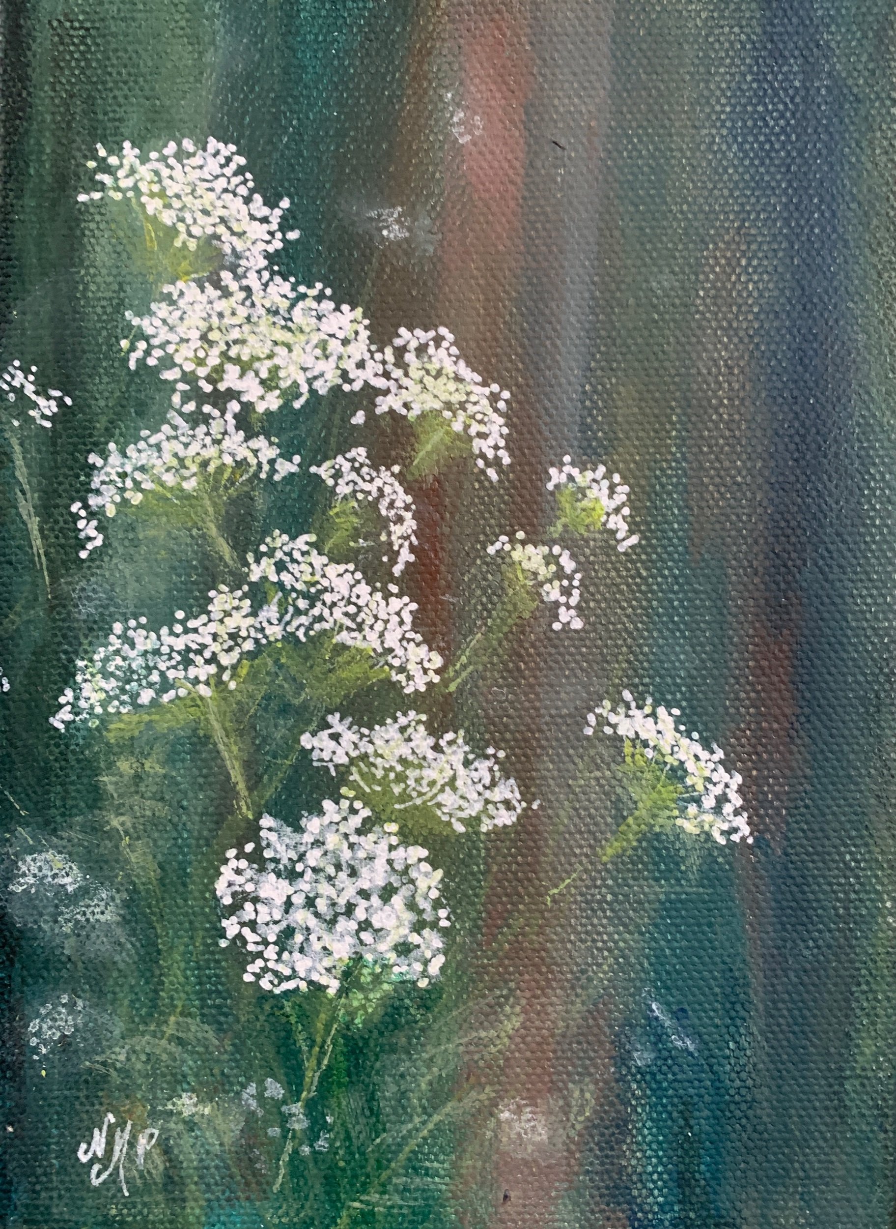 Queen Anne's Lace