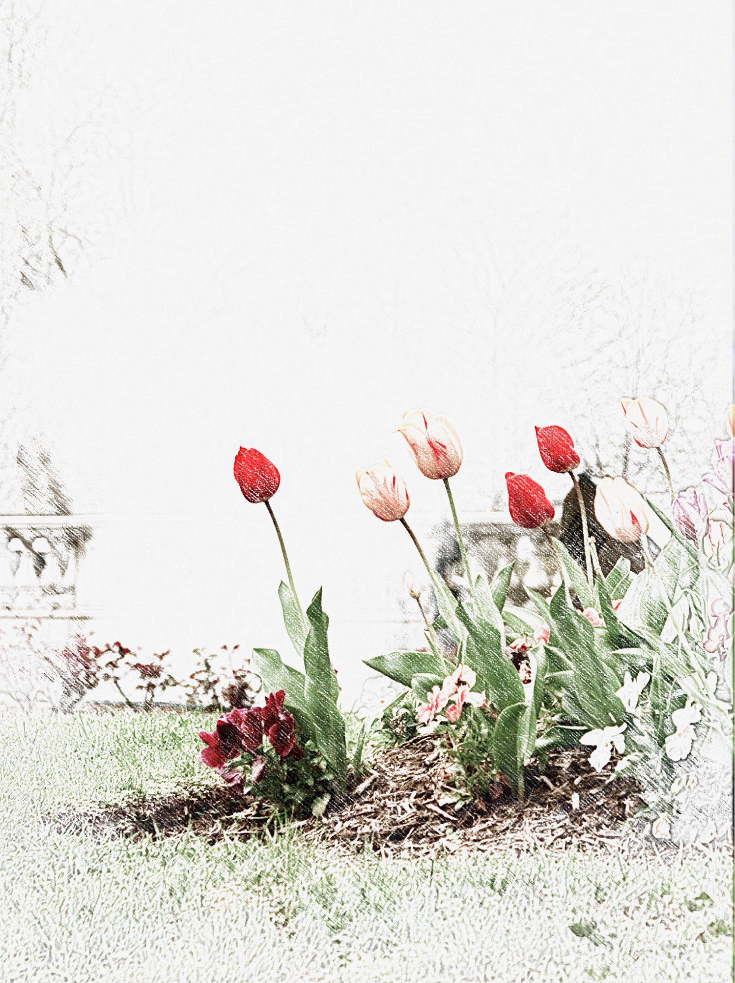 TULIPS IN THE MIST