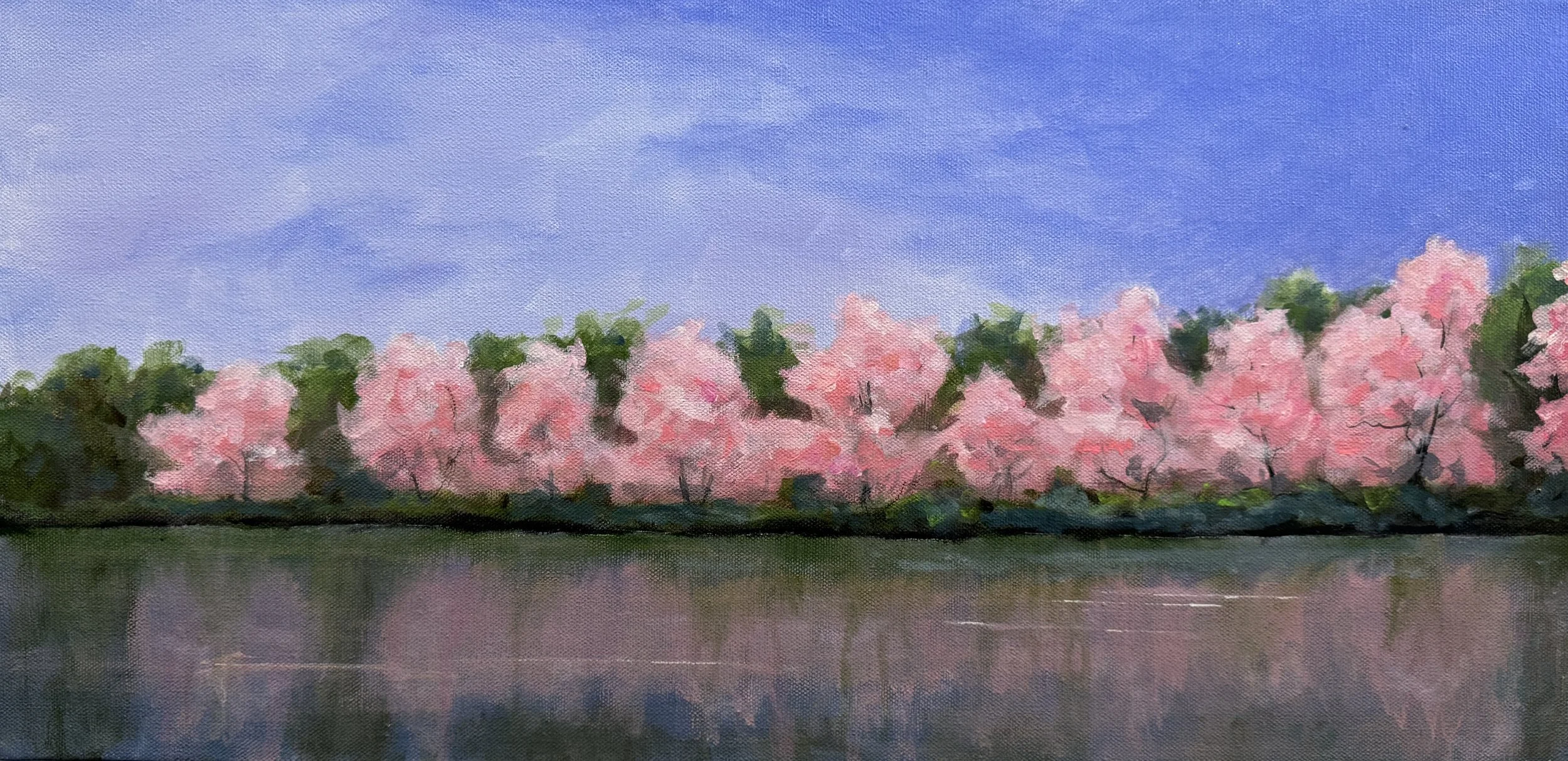 DC Cherry Blossoms, 12x24, $250