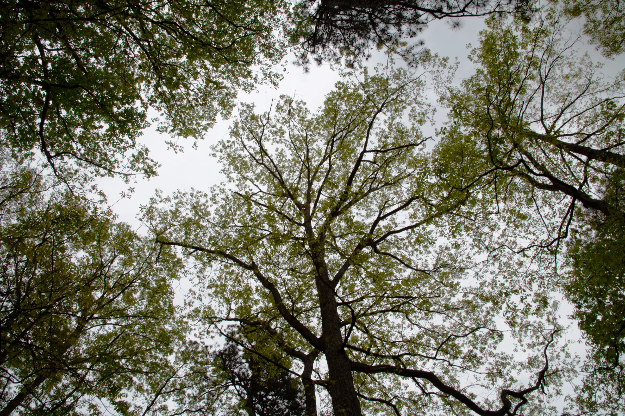 Treetops.jpg