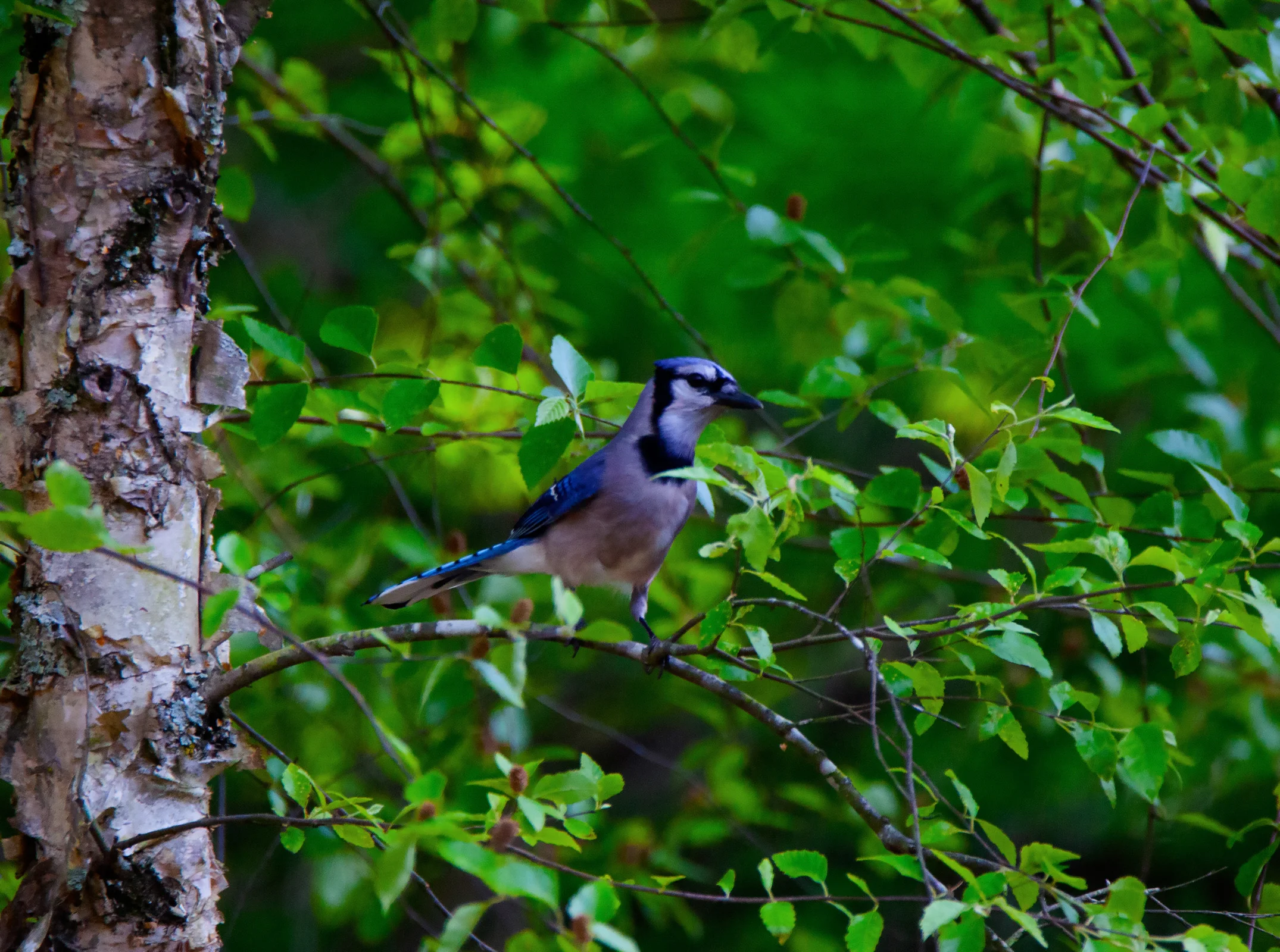 Blue Jay (2).jpg